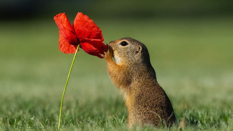 Gopher's pleasure, smell, flower, poppy, nature, meadow, blossom, HD wallpaper