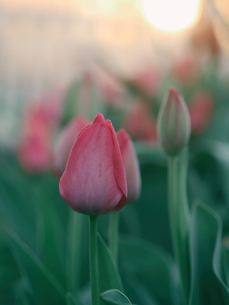 pink tulip flowers, HD phone wallpaper