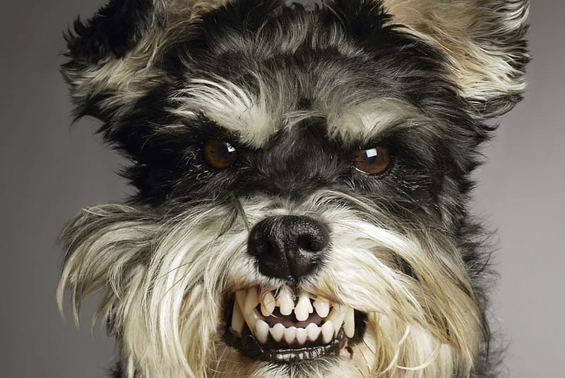 Dog, scary, HD wallpaper