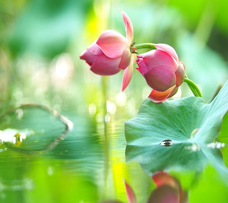 Lotus: Hoa sen tượng trưng cho sự thanh tịnh, sự sáng suốt và sự đằm thắm. Trên bức tranh này, hoa sen được vẽ bằng những nét cọ mềm mại và tinh tế. Bức tranh này sẽ đưa bạn đến với những cung bậc cảm xúc mới và kích thích sự sáng tạo của bạn.