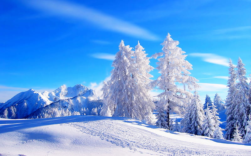 Sunny Winter Day, sky, trees, snow, firs, HD wallpaper
