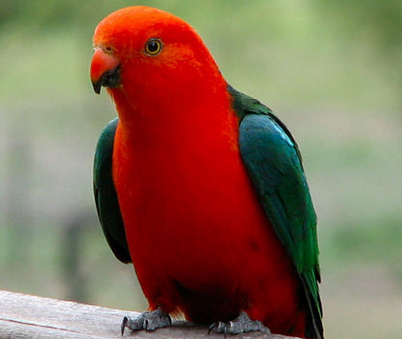 MALE KING PARROT, red, male, colourful, green, HD wallpaper