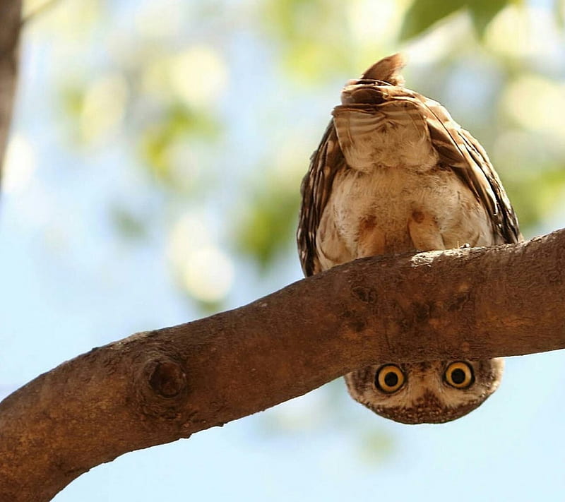 Upside Down, owl, funny, bird, animal, HD wallpaper