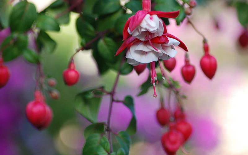 Red flowers hanging, red, flowers, tree, hanging, HD wallpaper | Peakpx