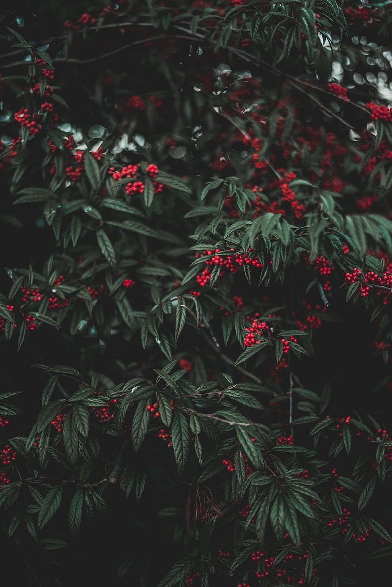 berries, tree, leaves, garden, HD phone wallpaper