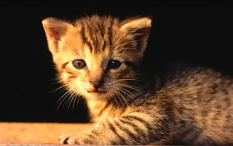 36 Little tabby Kitten at night, HD wallpaper