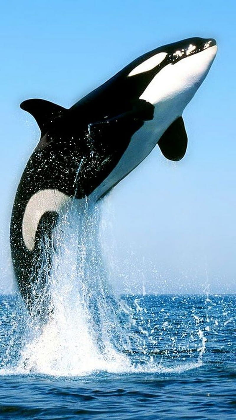 killer whale, black, sea, whales, white, HD phone wallpaper