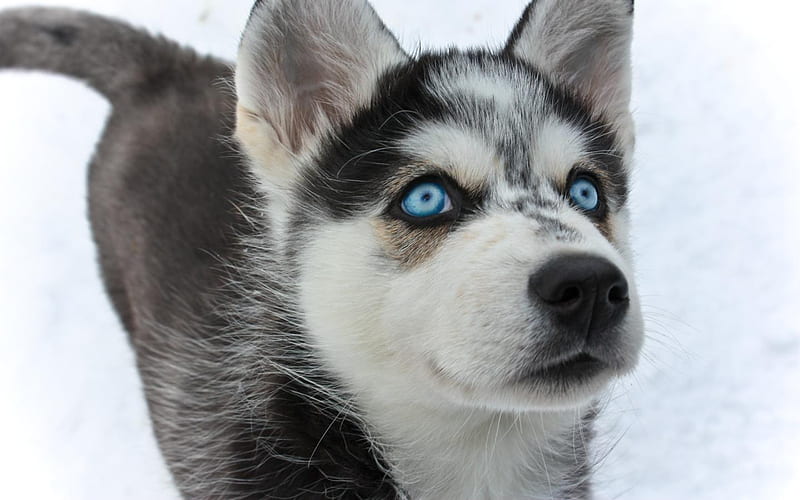 BEAUTIFUL BLUE EYES, siberian, huskies, eyes, dog, HD wallpaper | Peakpx