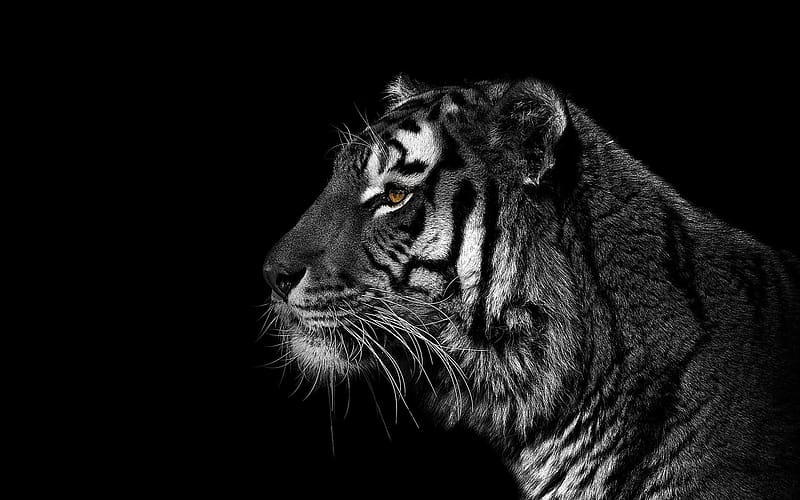 Cats, Tiger, Animal, HD wallpaper | Peakpx