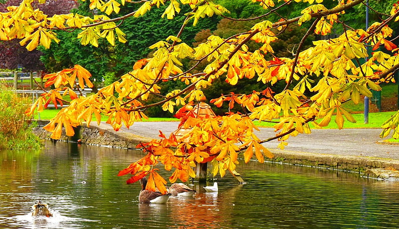 Early autumn in park, fall, autumn, early, ducks, bonito, park, trees, lake, foliage, swans, pond, calm, serenity, branches, HD wallpaper