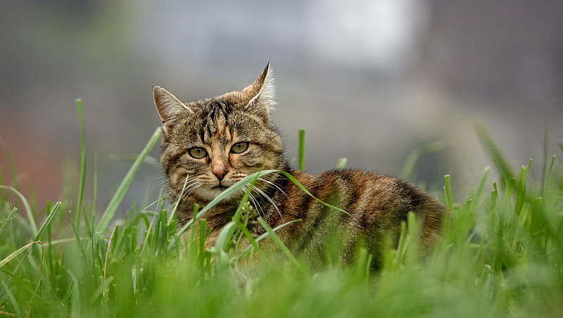 cat, brown, striped, pet, grass, HD wallpaper