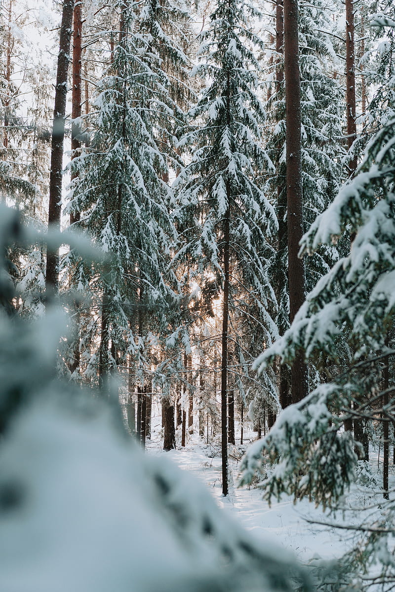 forest, winter, snow, trees, conifer, HD phone wallpaper