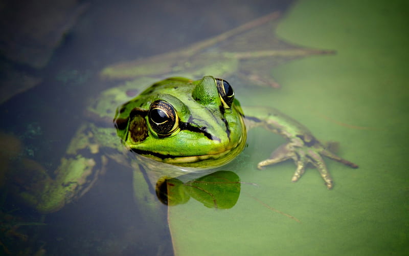 Frog, water, green, animal, HD wallpaper