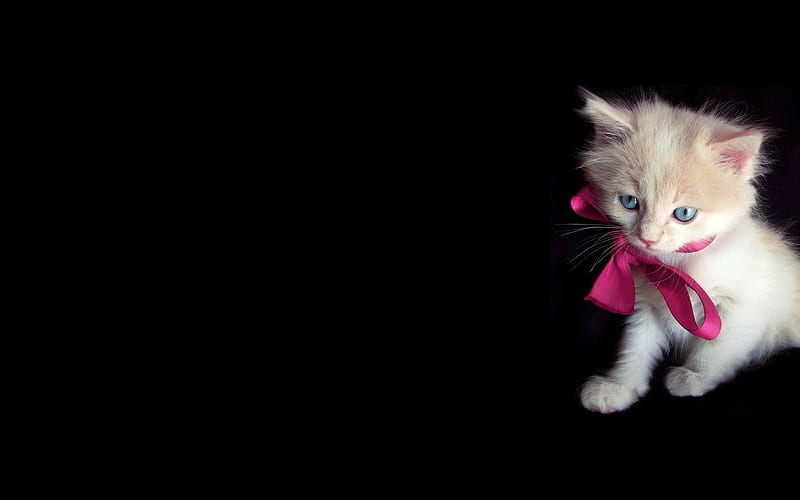 little kitty-Cute pet cat, HD wallpaper