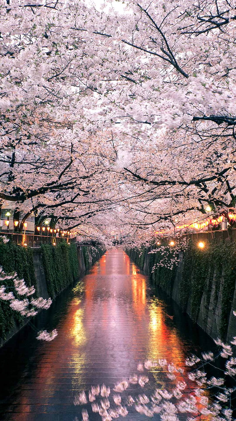 Cherry Blossom , forest, japan, moguro, rainy, season, tokyo, weather, winter, HD phone wallpaper
