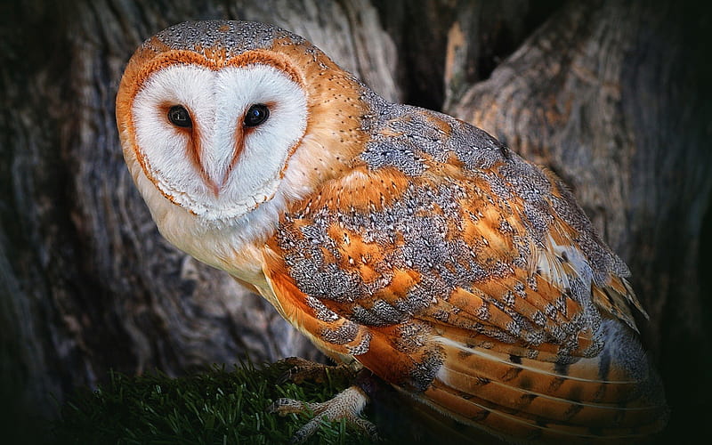 whoo me?, owl, tree, brown, grass, HD wallpaper