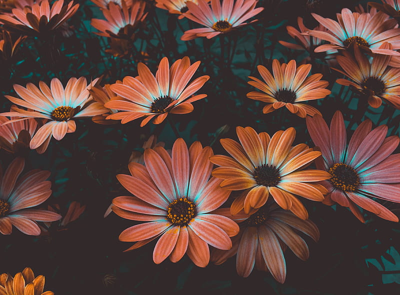 Beautiful Flowers, Bloom, Close up, Daisy, Flowerbed, HD wallpaper