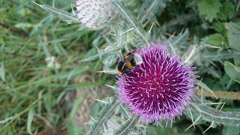 Honey bee on a Thistle, Nature, Thistle, Flower, Bee, HD wallpaper
