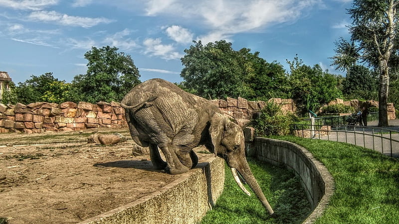 elephant in a zoo drinking from the moat r, zoo, drinking, grass, elephant, moat, r, HD wallpaper