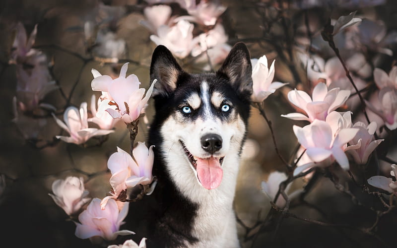 :-), magnolia, flower, spring, pink, tongue, dog, husky, HD wallpaper