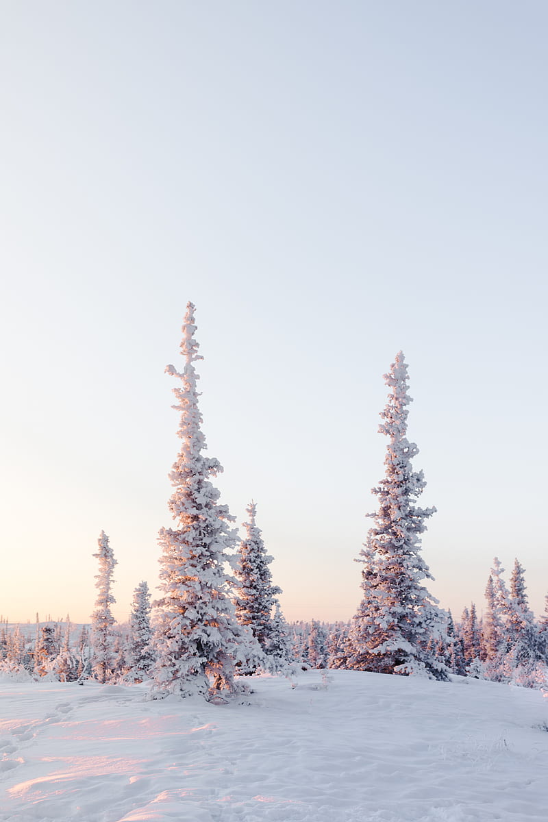 trees, snow, snowy, winter, light, HD phone wallpaper