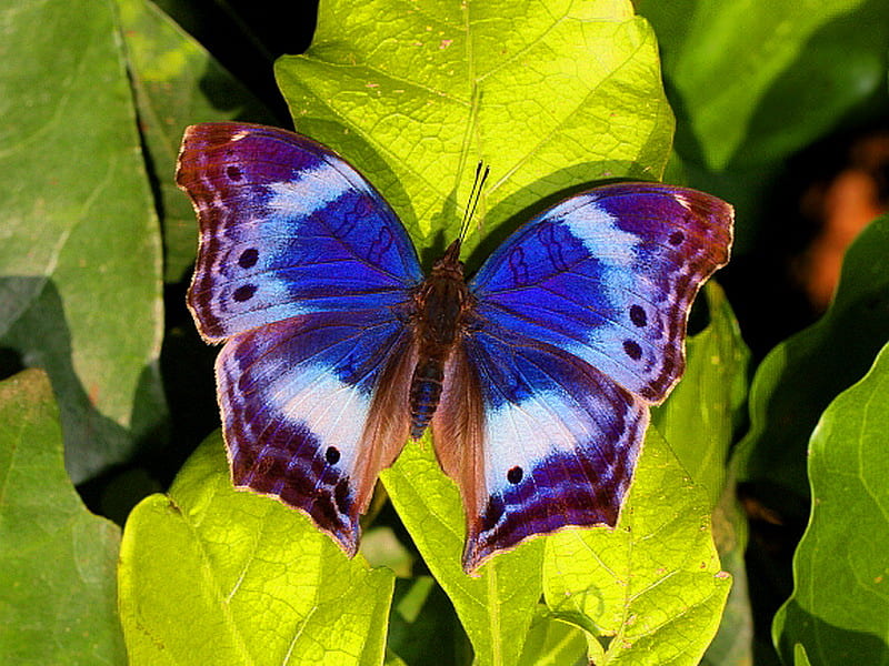 Butterfly blue, landing, butterfly, black, white, green leaves, blue ...