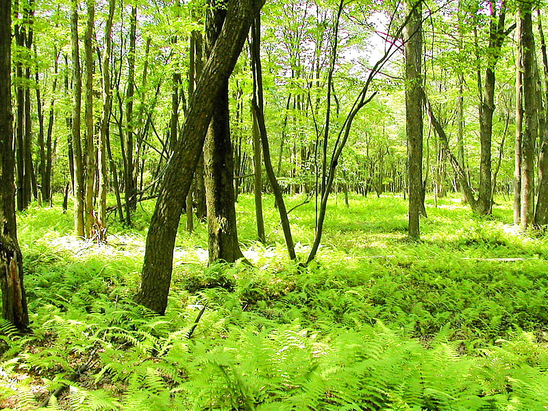 serene green, forest, bonito, trees, poconos, HD wallpaper