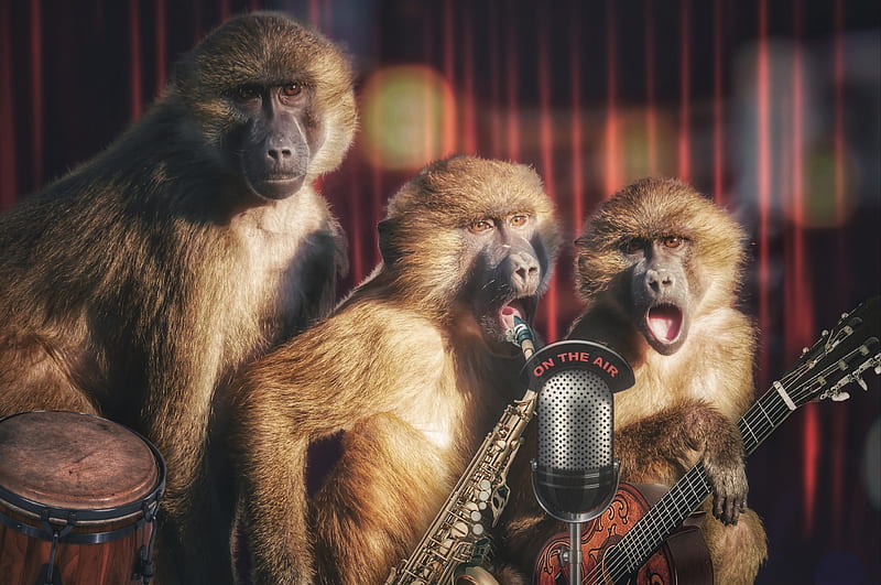 :D, trio, funny, creative, singer, animal, primate, band, maimuta, monkey, microphone, fantasy, HD wallpaper