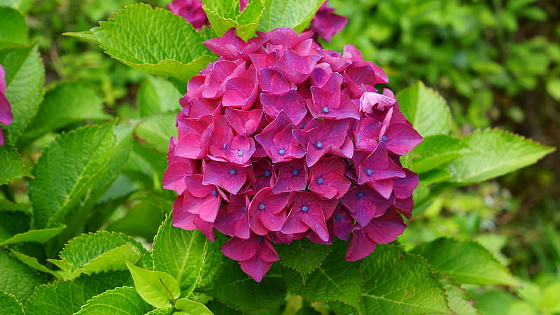 Hydrangea, Purple, Magenta, Red, Hydrangeaceae, 3840x2160, Hydrangea macrophylla, flowers, Carmine, Azisai, Flower, HD wallpaper