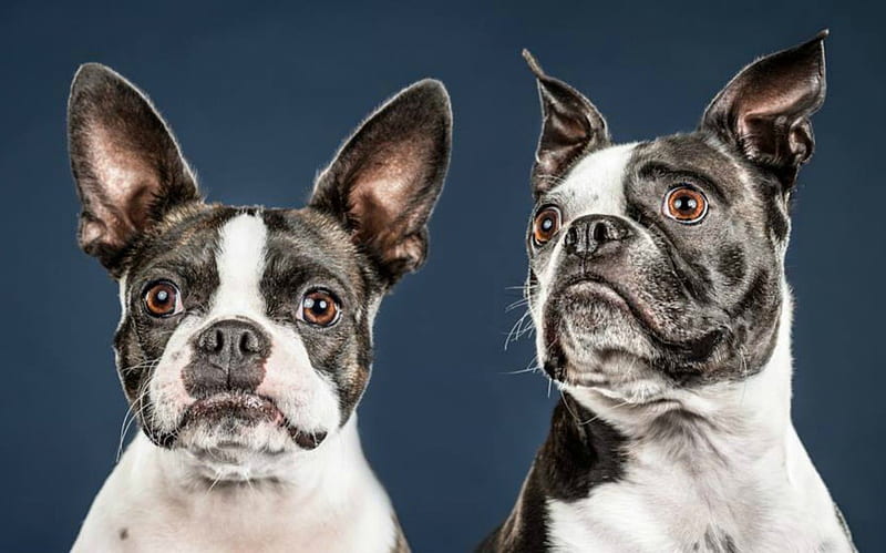 Boston terriers, cute, pets, dogs, HD wallpaper