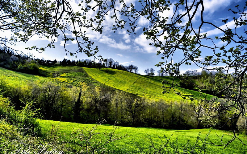 green fields, spring, green grass, sunny weather, HD wallpaper