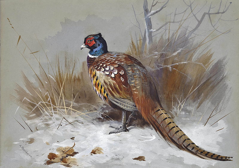 A pheasant in a landscape, pretty, brown, bird, snow, pheasant, colors, winter, landscape, HD wallpaper