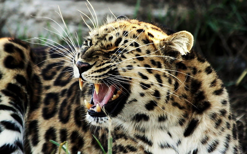 roaring leopard-Animal graphy, HD wallpaper