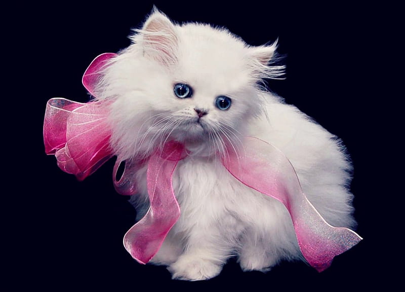 Persian kitten, black, bow, gift, cat, animal, sweet, barb, cute, persian, kitten, white, pink, pisica, HD wallpaper