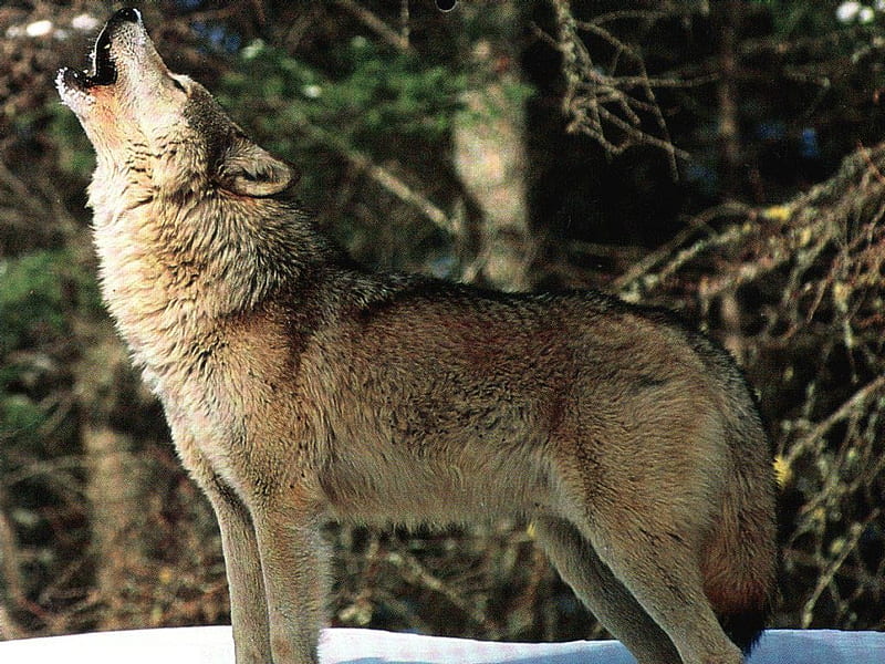 Lobo :), lobo, loups, wolf, animal, HD wallpaper