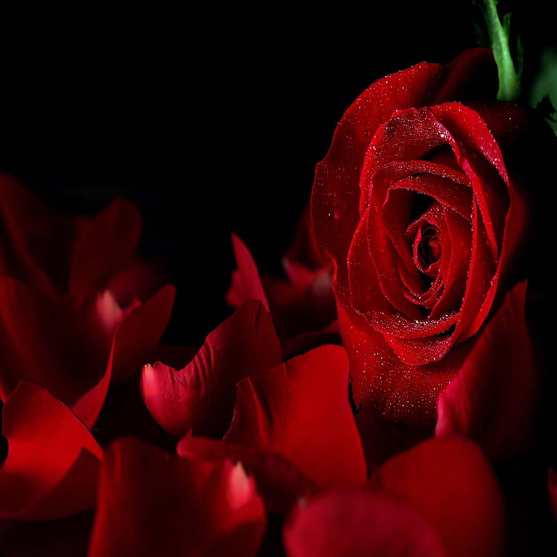 Red rose, bonito, cute, look, nice, HD phone wallpaper | Peakpx
