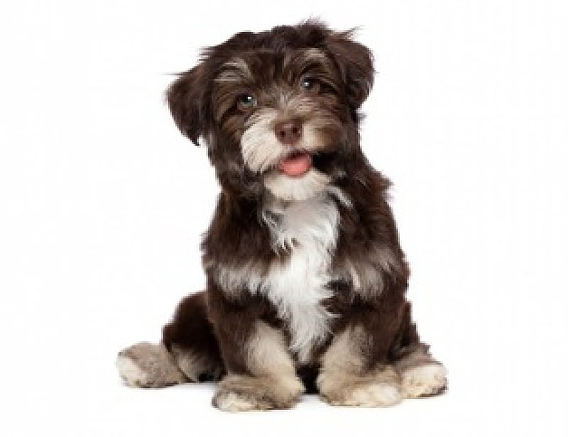 Puppy, cute, havanese, dog, animal, HD wallpaper