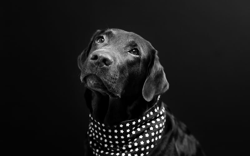 black labrador, pets, retriever, black dog, domestic dog, HD wallpaper