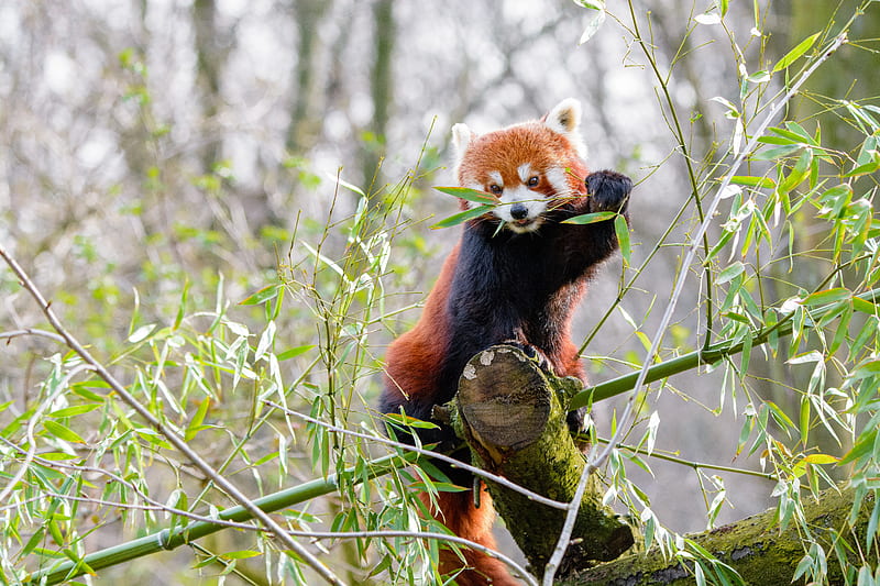 red panda, branches, bamboo, HD wallpaper