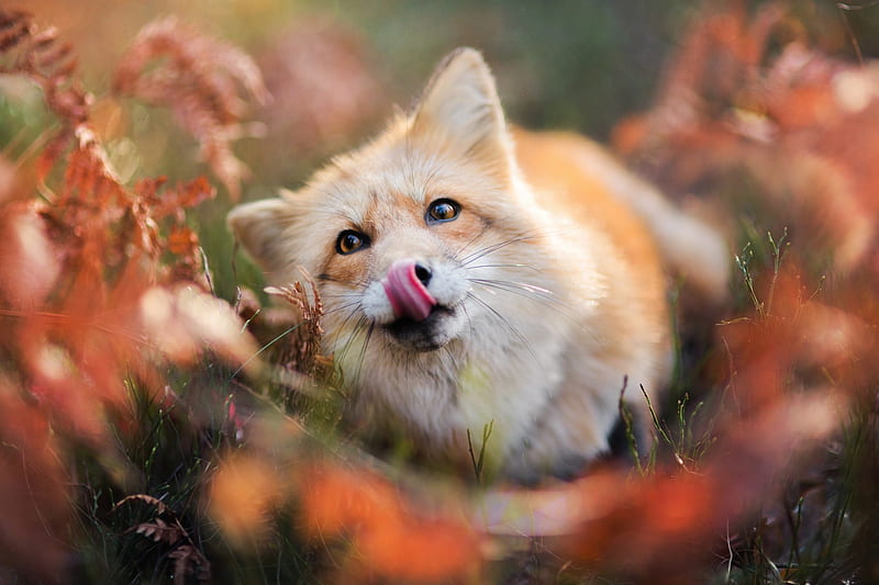 Fox 2, fox, animals, HD wallpaper