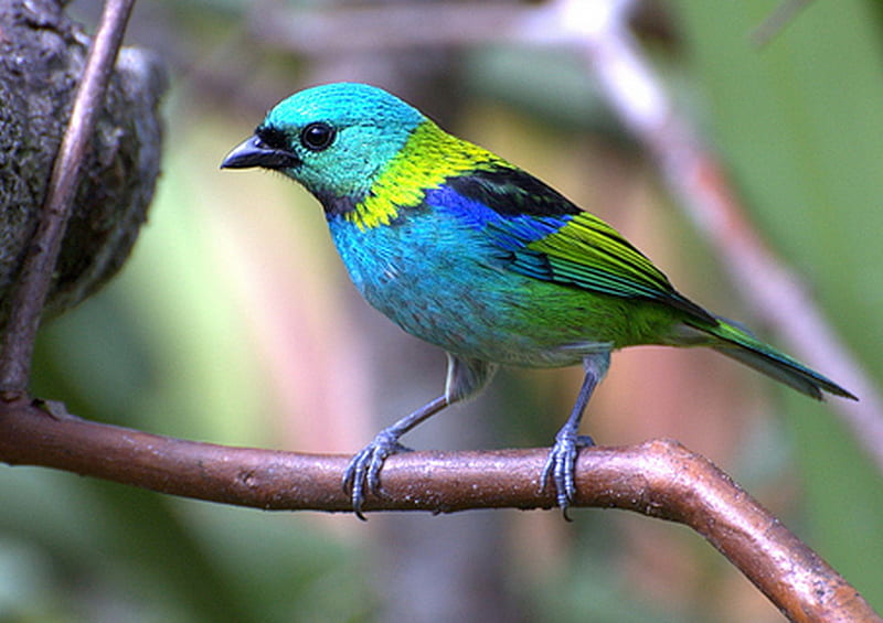 Gilt Edge Tanager, bird, green, tanager, black, colors, blue, HD wallpaper