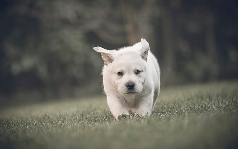golden retriever, little white puppy, cute little dog, pets, puppies, labrador, HD wallpaper