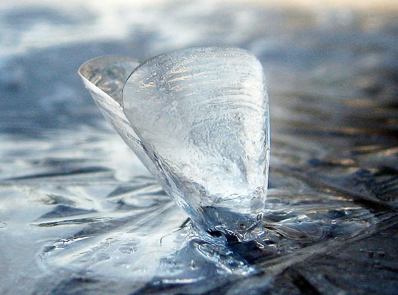 Ice Shell, bluish, ice, frost, sculpture, HD wallpaper