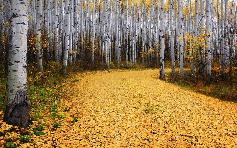 Aspen Forest, Colorado, forest, autumn, birch, yellow, trees, leaves, daylight, green, path, day, nature, HD wallpaper