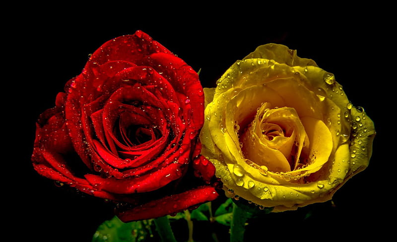 * Red and yellow *, red rose, red, wet, love, yellow, roses, HD wallpaper