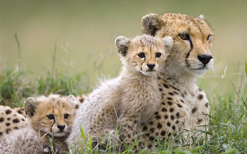 Masai Mara - a cheetah, HD wallpaper