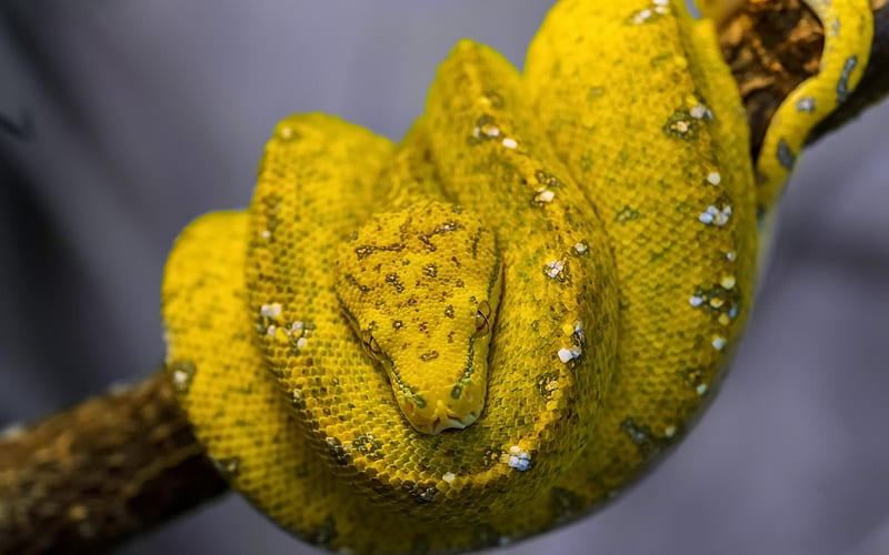 python, snake, yellow snake, branch, HD wallpaper