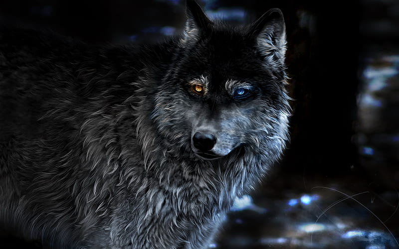 wolf, blur, fantasy art, night, predators, heterochromia, HD wallpaper