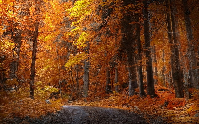 Autumn Forest Road, HD wallpaper