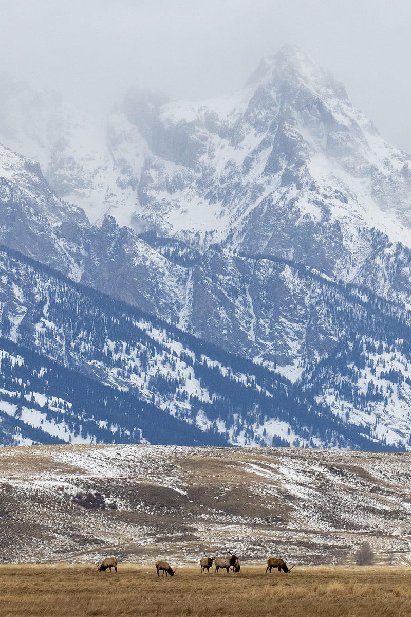 deer, field, mountain, snow, wildlife, HD phone wallpaper